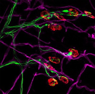 Neuromuscular junctions and blood vessels