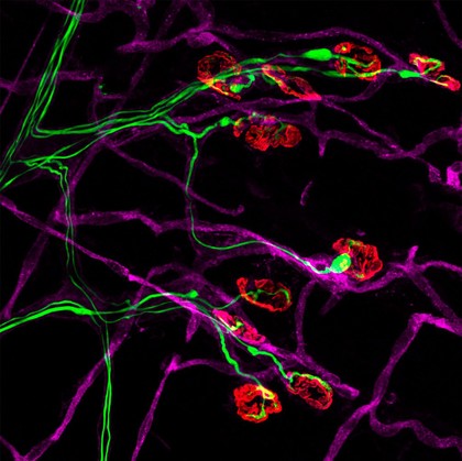 Neuromuscular junctions and blood vessels
