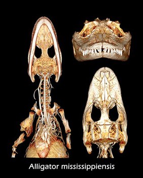 Microvasculature of alligator