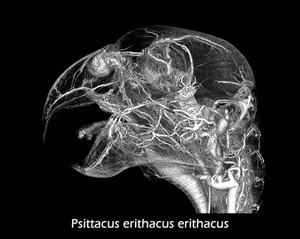 view Microvasculature of grey parrot head