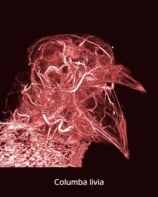Microvasculature of pigeon head