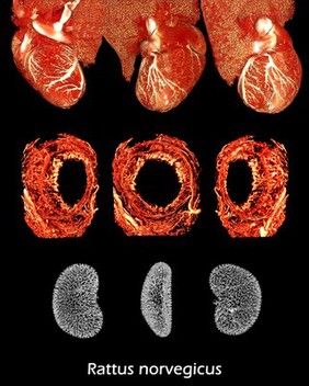 Microvasculature of rat heart, iris and kidney