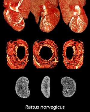 view Microvasculature of rat heart, iris and kidney