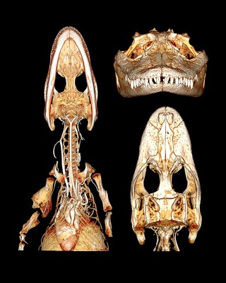 Microvasculature of alligator