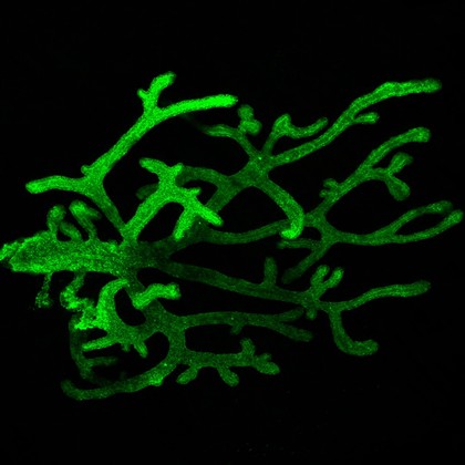 Mammary gland, 4 day-old mouse