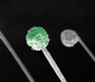 Ceramic rods, SEM