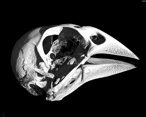 CT image of an African seedcracker skull