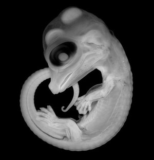 view Embryo of the American Alligator Alligator mississippiensis at 33 days of development (approximately 50% of the entire embryonic period). All of the external structures, including characteristic jaws and limbs, are already in place and clearly visible. 