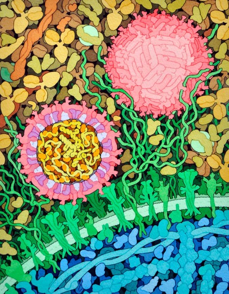 Zika virus, illustration