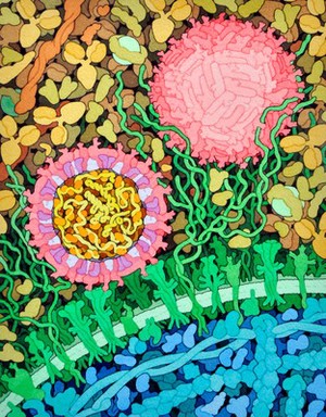 view Zika virus, illustration