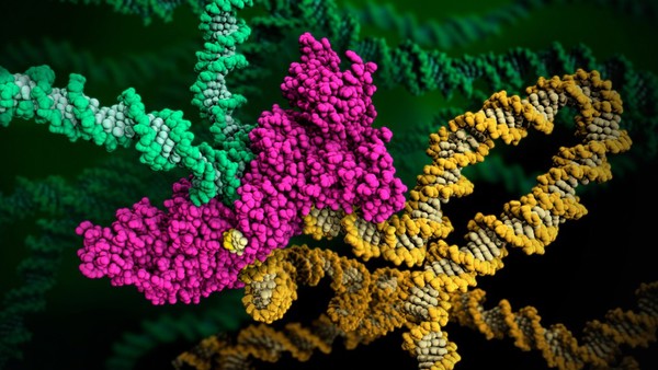 HIV enzyme integrase