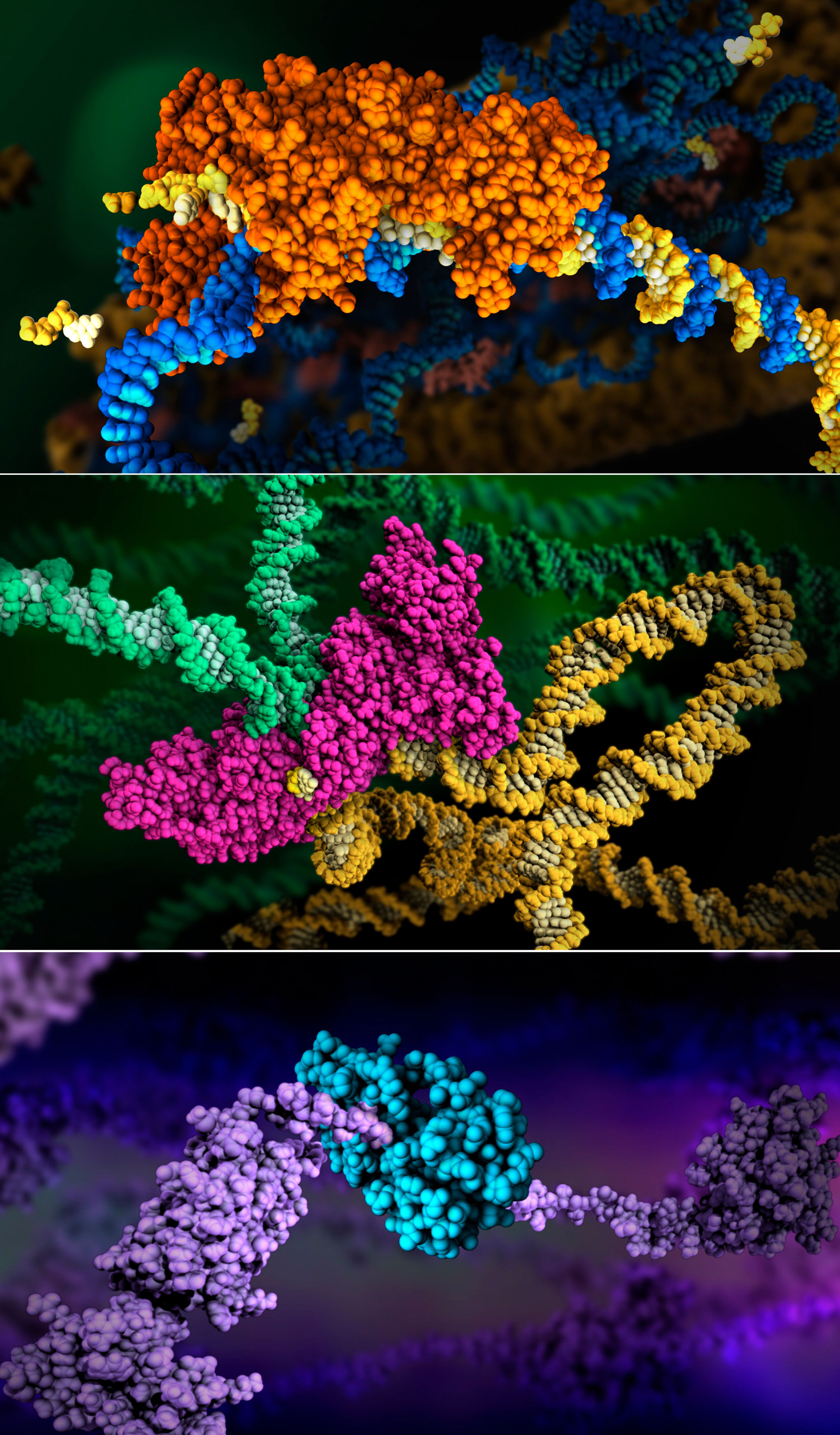 HIV enzymes: reverse transcriptase, integrase, and protease | Wellcome  Collection