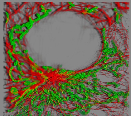 COS-7 cell, confocal and supre resolution microscopy