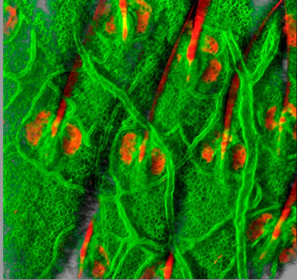 Mouse Ear Skin