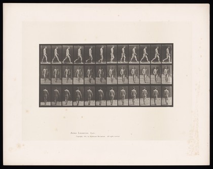 A man walking. Collotype after Eadweard Muybridge, 1887.