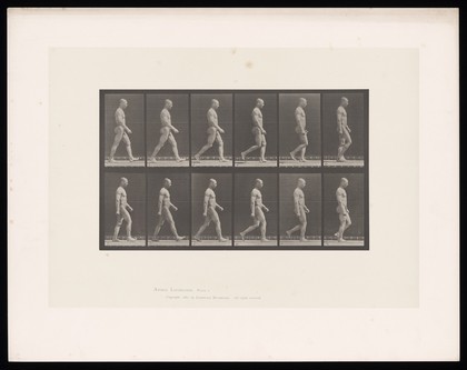 A man walking. Collotype after Eadweard Muybridge, 1887.