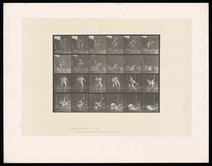 Two men wrestling. Collotype after Eadweard Muybridge, 1887.