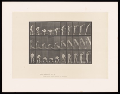 A man lifting a trunk. Collotype after Eadweard Muybridge, 1887.