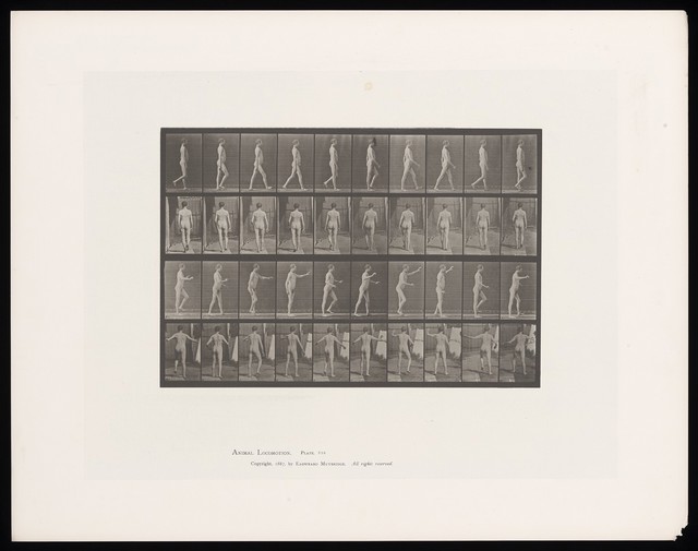 A man walking. Collotype after Eadweard Muybridge, 1887.