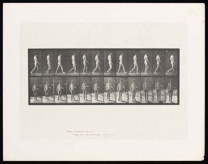 A man walking. Collotype after Eadweard Muybridge, 1887.