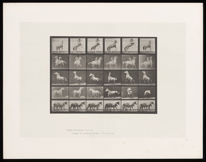 A horse prancing and couple of ponies walking. Collotype after Eadweard Muybridge, 1887.