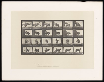 A man falling off a horse. Collotype after Eadweard Muybridge, 1887.