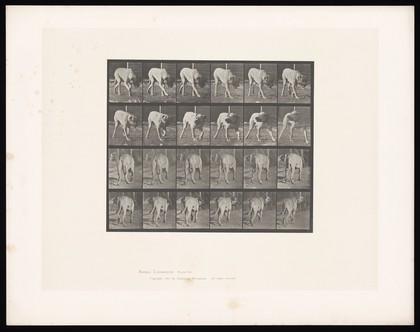 A dog prowling. Collotype after Eadweard Muybridge, 1887.
