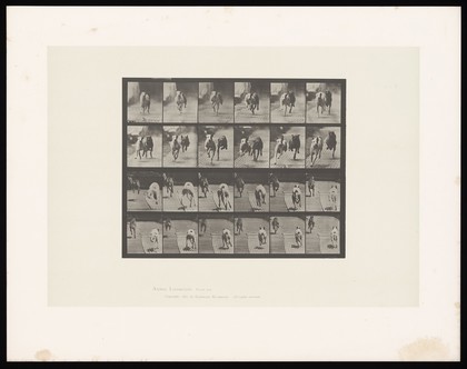 Two dogs racing. Collotype after Eadweard Muybridge, 1887.