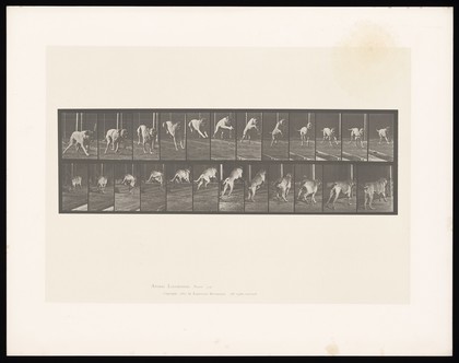 A dog jumping a hurdle. Collotype after Eadweard Muybridge, 1887.