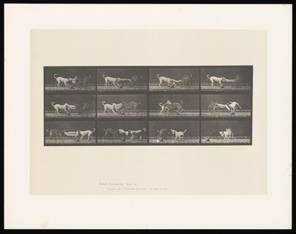 Three dogs fighting over a piece of cloth. Collotype after Eadweard Muybridge, 1887.