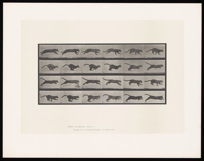 A cat running. Collotype after Eadweard Muybridge, 1887.