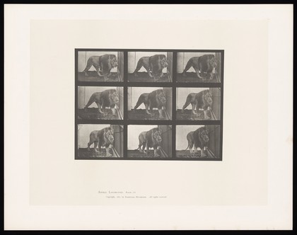 A lion prowling. Collotype after Eadweard Muybridge, 1887.