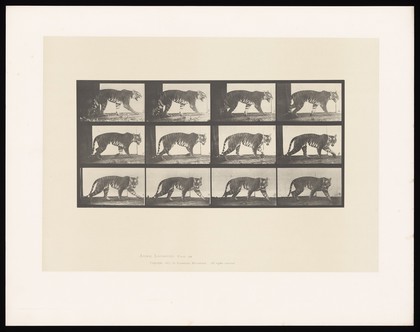 A tiger walking. Collotype after Eadweard Muybridge, 1887.