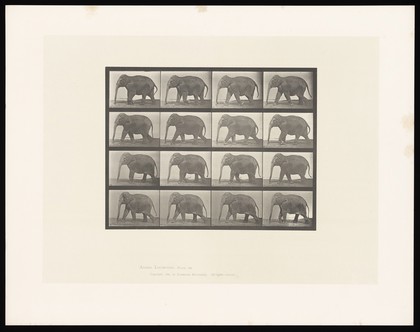 An elephant walking. Collotype after Eadweard Muybridge, 1887.