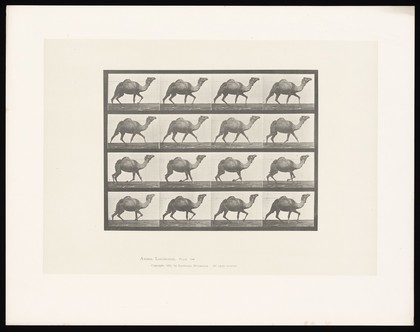 A single humpback camel walking. Collotype after Eadweard Muybridge, 1887.