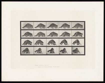 A racoon turning. Collotype after Eadweard Muybridge, 1887.