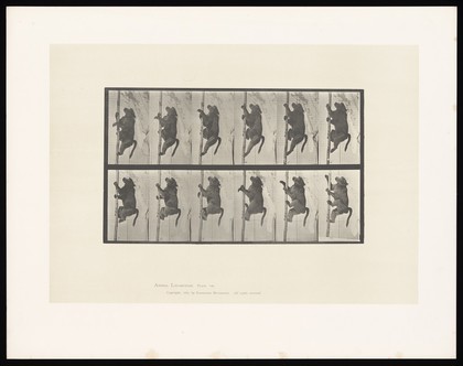 A monkey climbing. Collotype after Eadweard Muybridge, 1887.