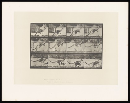 A kangaroo jumping. Collotype after Eadweard Muybridge, 1887.