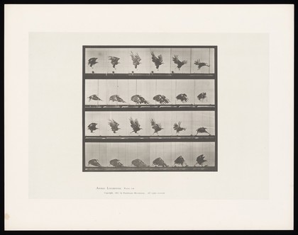 An eagle landing. Collotype after Eadweard Muybridge, 1887.