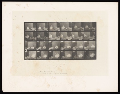 Cocks fighting. Collotype after Eadweard Muybridge, 1887.