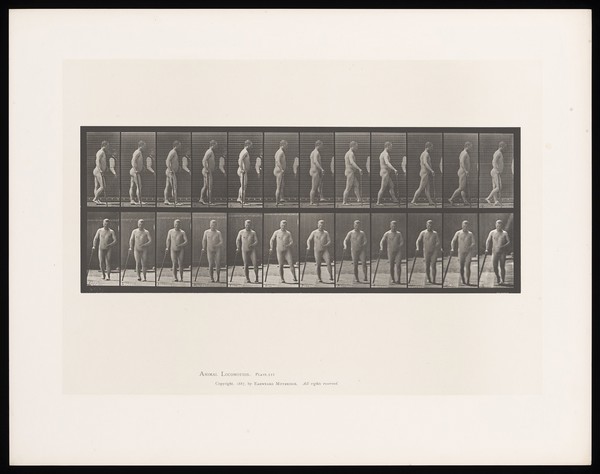 A naked man with hemiplegia walking with a stick: (above) from the side, (below) from the front. Collotype after Eadweard Muybridge, 1887.