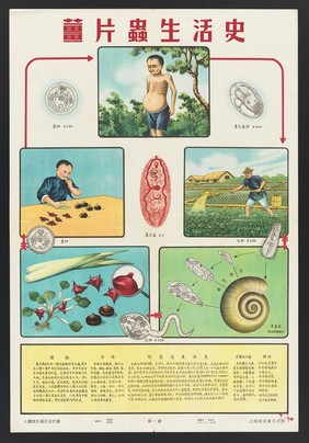 Hygiene in China: the ten parasites. Colour lithographs, 1952.