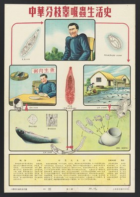 Hygiene in China: the ten parasites. Colour lithographs, 1952.