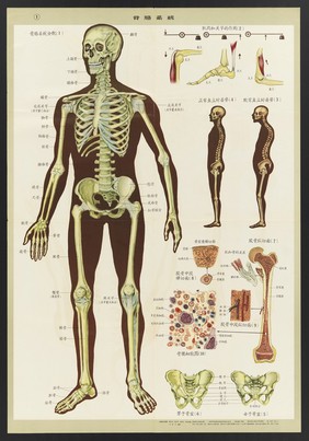 Human anatomy and physiology: western ideas presented for the education of Chinese medical staff. Colour lithographs, 1956.