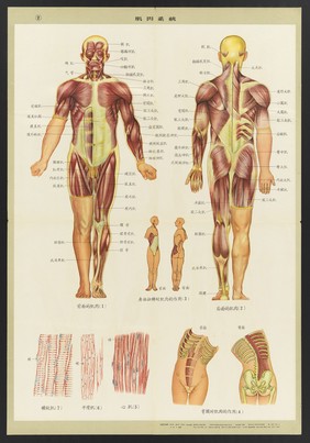 Human anatomy and physiology: western ideas presented for the education of Chinese medical staff. Colour lithographs, 1956.