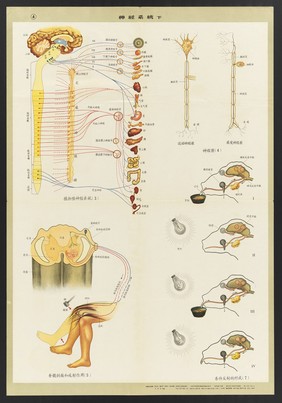 Human anatomy and physiology: western ideas presented for the education of Chinese medical staff. Colour lithographs, 1956.