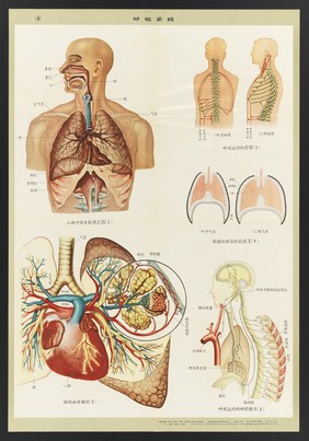 Human anatomy and physiology: western ideas presented for the education of Chinese medical staff. Colour lithographs, 1956.