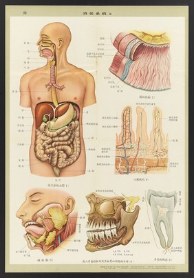 Human anatomy and physiology: western ideas presented for the education of Chinese medical staff. Colour lithographs, 1956.