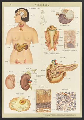 Human anatomy and physiology: western ideas presented for the education of Chinese medical staff. Colour lithographs, 1956.