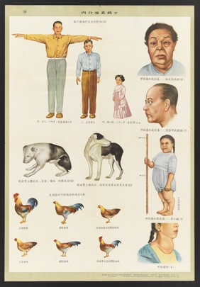 Human anatomy and physiology: western ideas presented for the education of Chinese medical staff. Colour lithographs, 1956.